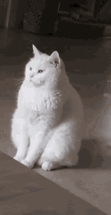Fat Cat Cute GIF - Fat Cat Cat Cute GIFs