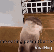 Peanut Butter Otter GIF - Peanut Butter Otter Why I Otter GIFs