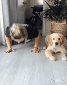 Golden Retriever Viralhog GIF - Golden Retriever Viralhog Pup Does Push Ups With His Person GIFs