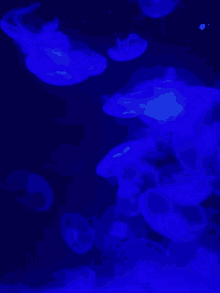 aquarium bllr