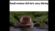 Snail Review GIF - Snail Review Snail Review GIFs