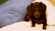 In Bed GIF - Puppy Weinerdog Dachsund GIFs