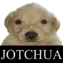 jotchua jotchuagif