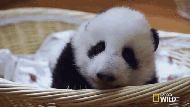 sleepy-sleepy-sleepy-pandas.gif