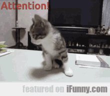 Attention Soldier GIF - Attention Soldier Cat GIFs