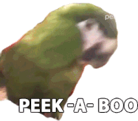 Peek A Boo The Pet Collective Sticker - Peek A Boo The Pet Collective Parrot Stickers