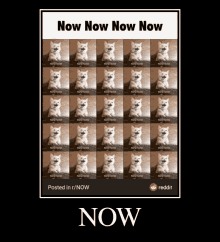 now cat now now now now now cat reddit now now cat now now now now now cat reddit now