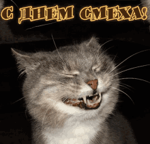 смех радость кот смешно хаха смеюсь GIF - Laughing Cat GIFs