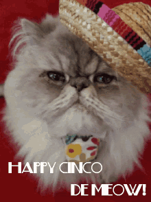 Cinco De Mayo Cat GIF - Cinco De Mayo Cat GIFs