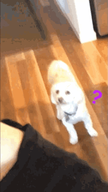 doggo miki