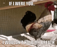 Hold My Breath Rooster GIF - Hold My Breath Rooster Faint GIFs