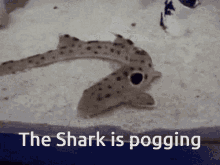 Shark Shark Is Poging GIF - Shark Shark Is Poging Pogging GIFs
