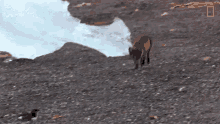 Running National Geographic GIF - Running National Geographic The Arctic Fox Looks For A Meal GIFs