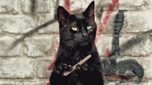 Really Cat GIF - Really Cat Black Cat - Discover &amp; Share GIFs