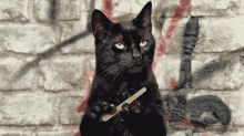 really cat black cat waiting wait for it