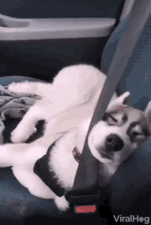 Sleeping Dog Comfy Spot GIF - Sleeping Dog Comfy Spot Deep Sleep GIFs