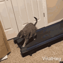 Walking Backwards Viralhog GIF - Walking Backwards Viralhog Confused Cat GIFs
