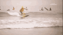 Surf Surfing GIF - Surf Surfing Dog Surf GIFs