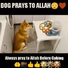 dogs-praying.gif