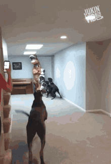 Getting Attacked By Dogs T Rex Costume GIF - Getting Attacked By Dogs T Rex Costume Dinosaur GIFs