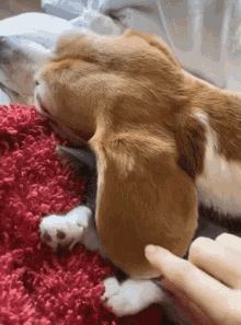 Cute Sleep GIF - Cute Sleep Dog GIFs