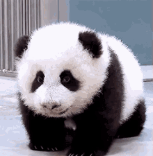 pandas cubs