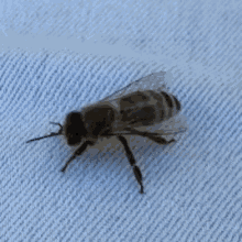 Bee Twerking GIF - Bee Twerking Dancing GIFs