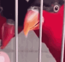 parrot tongue animals wow bird