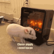 Bacon Pig GIF - Bacon Pig Heater GIFs