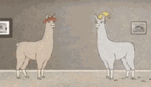 llamas with hats explode