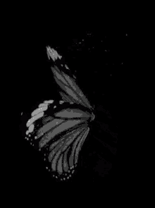 Yes Butterfly GIF - Yes Butterfly GIFs