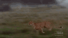cheetah geo