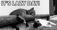 Lazy Day GIF - Lazy Day Cat GIFs