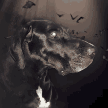 Loki Spooky GIF - Loki Spooky Dog GIFs