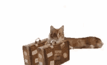 cat cats bag baggage walk cat cats bag baggage walk