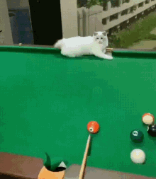 Cat Pool GIF - Cat Pool 8ball GIFs
