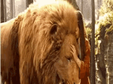 Lion Narnia GIF - Lion Narnia Hug GIFs