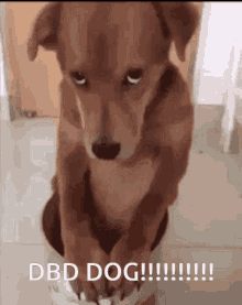 Dbd Dog Dog GIF - Dbd Dog Dog Dbd GIFs