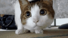 Move Your Finger In Time With The Cat. I’m Occupied For The Next Hour Or So… GIF - Cats GIFs