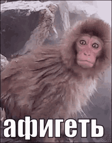 обезьяна GIF - Обезьяна - Discover & Share GIFs