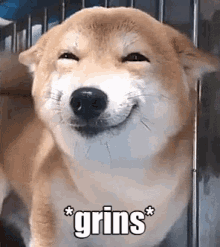 Grinsender Hund GIF - Grins Grinsender Hund GIFs
