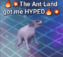 hyped dog dancing dog theantland