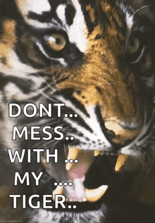 Animals Tigers GIF - Animals Tigers Growl GIFs