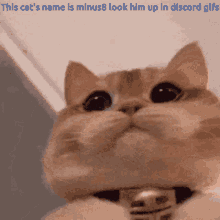 Minus8 Cat GIF - Minus8 Cat Cute GIFs