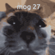 Mog27 Cat GIF - Mog27 Mog 27 GIFs
