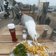 Snacking Viralhog GIF - Snacking Viralhog Seagull GIFs