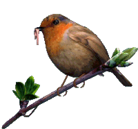 Robin Bird Sticker - Robin Bird 3d Gifs Artist Stickers