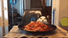 Lasagna Theoreocat GIF - Lasagna Theoreocat Cats GIFs