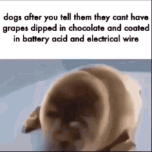Dogs Chocolate GIF - Dogs Chocolate Whats In Your Mouth GIFs