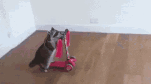 Raccoon Rides Scooter GIF - Raccoon Scooter GIFs